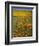 Desert Wildflowers, California, USA-Charles Gurche-Framed Photographic Print