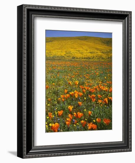 Desert Wildflowers, California, USA-Charles Gurche-Framed Photographic Print