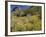 Desert Wildflowers-Bob Gibbons-Framed Photographic Print