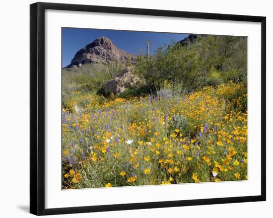 Desert Wildflowers-Bob Gibbons-Framed Photographic Print