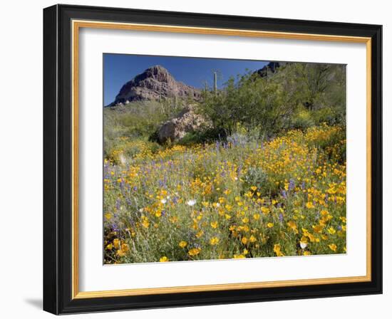 Desert Wildflowers-Bob Gibbons-Framed Photographic Print