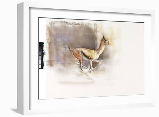 Desert Wind (Arabian Gazelle), 2010-Mark Adlington-Framed Giclee Print