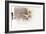 Desert Wind (Arabian Gazelle), 2010-Mark Adlington-Framed Giclee Print