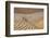 Desert with sand. Abu Dhabi, United Arab Emirates.-Tom Norring-Framed Photographic Print