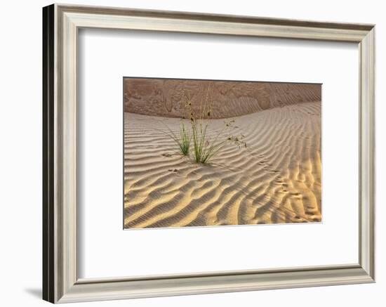 Desert with sand. Abu Dhabi, United Arab Emirates.-Tom Norring-Framed Photographic Print