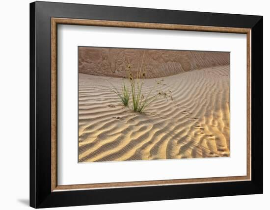 Desert with sand. Abu Dhabi, United Arab Emirates.-Tom Norring-Framed Photographic Print