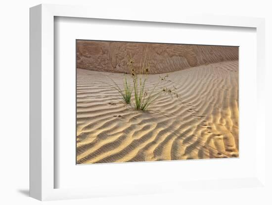 Desert with sand. Abu Dhabi, United Arab Emirates.-Tom Norring-Framed Photographic Print