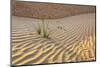 Desert with sand. Abu Dhabi, United Arab Emirates.-Tom Norring-Mounted Photographic Print