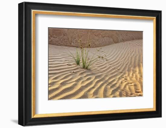 Desert with sand. Abu Dhabi, United Arab Emirates.-Tom Norring-Framed Photographic Print