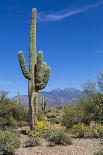 Saguaro Cactus and Flowers-desertsolitaire-Photographic Print