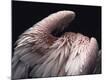 Premium Photographic Print