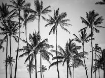 Palms in Grey-Design Fabrikken-Framed Photographic Print