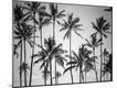 Premium Photographic Print