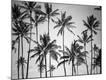 Premium Photographic Print