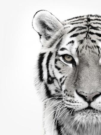 humanmade tiger bengala Photographic Print for Sale by