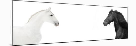 Design Of Website Header With Black And White Horses-i_love_nature-Mounted Art Print