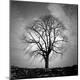 Premium Photographic Print