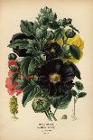 Begonia rex.-Désiré Georges Jean Marie Bois-Giclee Print