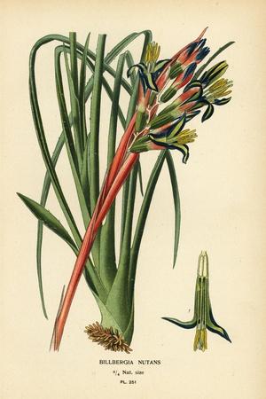 Queen'S Tears Plant, Billbergia Nutans. Chromolithograph from an  Illustration by Desire Bois from E Giclee Print - Dsir Georges Jean Marie  Bois | Art.com