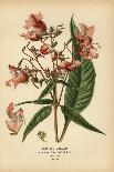 Begonia rex.-Désiré Georges Jean Marie Bois-Giclee Print