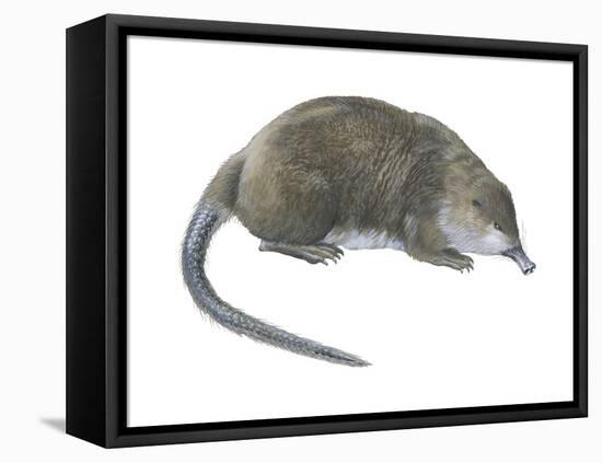 Desman (Desmana Moschata), Mammals-Encyclopaedia Britannica-Framed Stretched Canvas