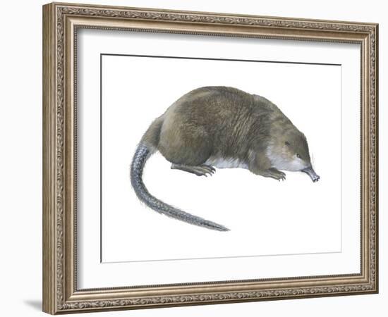 Desman (Desmana Moschata), Mammals-Encyclopaedia Britannica-Framed Art Print