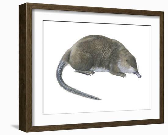 Desman (Desmana Moschata), Mammals-Encyclopaedia Britannica-Framed Art Print