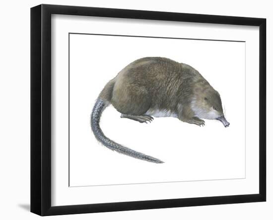 Desman (Desmana Moschata), Mammals-Encyclopaedia Britannica-Framed Art Print