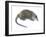 Desman (Desmana Moschata), Mammals-Encyclopaedia Britannica-Framed Art Print