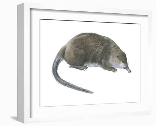 Desman (Desmana Moschata), Mammals-Encyclopaedia Britannica-Framed Art Print