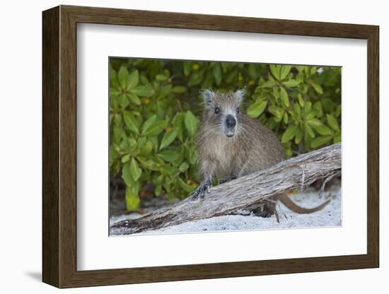 Desmarest's hutia, Jardines de la Reina, Caribbean Sea, Cuba, January-Claudio Contreras-Framed Photographic Print