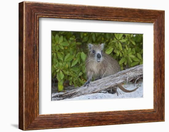 Desmarest's hutia, Jardines de la Reina, Caribbean Sea, Cuba, January-Claudio Contreras-Framed Photographic Print