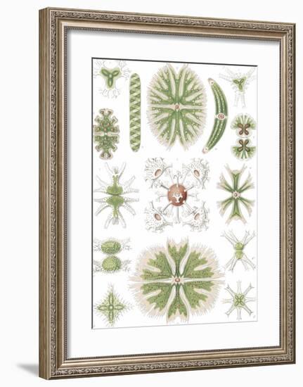 Desmidiea Bierdinge-Ernst Haeckel-Framed Art Print