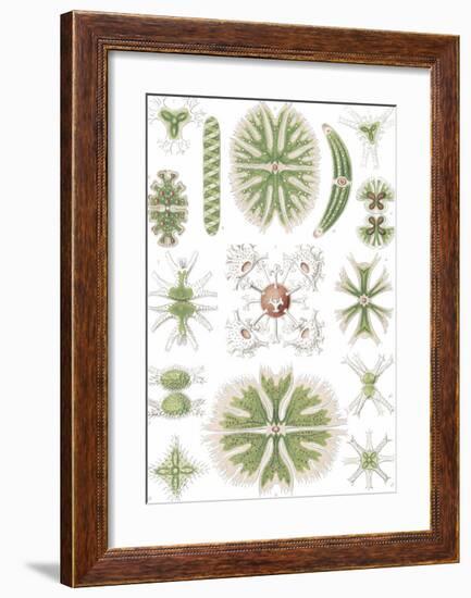 Desmidiea Bierdinge-Ernst Haeckel-Framed Art Print