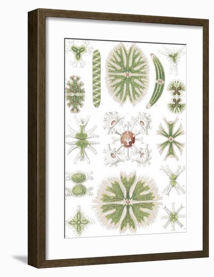 Desmidiea Bierdinge-Ernst Haeckel-Framed Art Print