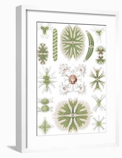 Desmidiea Bierdinge-Ernst Haeckel-Framed Art Print