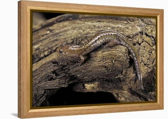 Desmognathus Fuscus (Northern Dusky Salamander)-Paul Starosta-Framed Premier Image Canvas