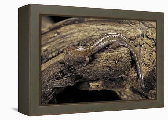 Desmognathus Fuscus (Northern Dusky Salamander)-Paul Starosta-Framed Premier Image Canvas