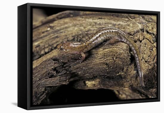 Desmognathus Fuscus (Northern Dusky Salamander)-Paul Starosta-Framed Premier Image Canvas