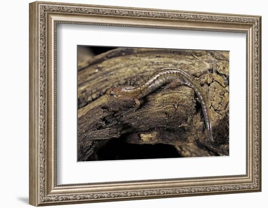 Desmognathus Fuscus (Northern Dusky Salamander)-Paul Starosta-Framed Photographic Print