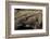 Desmognathus Fuscus (Northern Dusky Salamander)-Paul Starosta-Framed Photographic Print