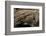 Desmognathus Fuscus (Northern Dusky Salamander)-Paul Starosta-Framed Photographic Print