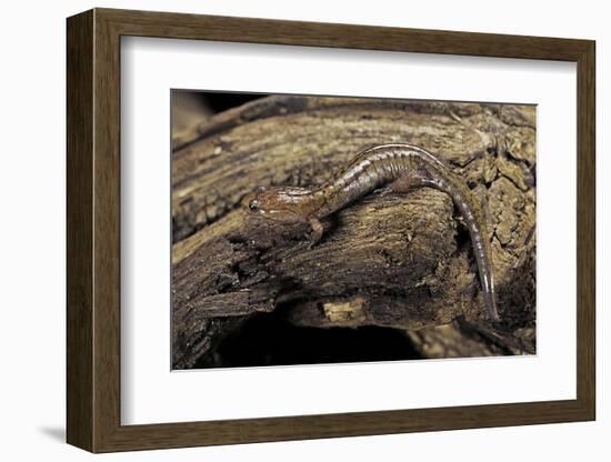 Desmognathus Fuscus (Northern Dusky Salamander)-Paul Starosta-Framed Photographic Print