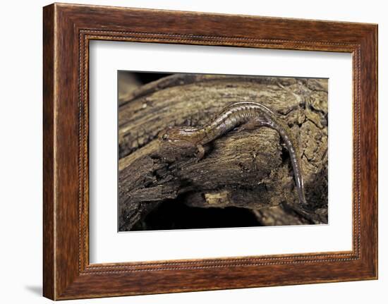 Desmognathus Fuscus (Northern Dusky Salamander)-Paul Starosta-Framed Photographic Print