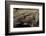 Desmognathus Fuscus (Northern Dusky Salamander)-Paul Starosta-Framed Photographic Print