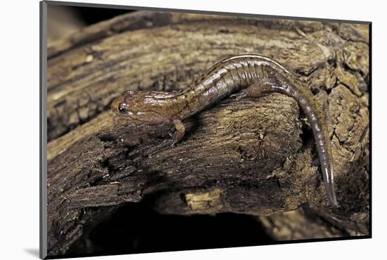 Desmognathus Fuscus (Northern Dusky Salamander)-Paul Starosta-Mounted Photographic Print