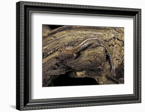 Desmognathus Fuscus (Northern Dusky Salamander)-Paul Starosta-Framed Photographic Print