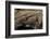 Desmognathus Fuscus (Northern Dusky Salamander)-Paul Starosta-Framed Photographic Print
