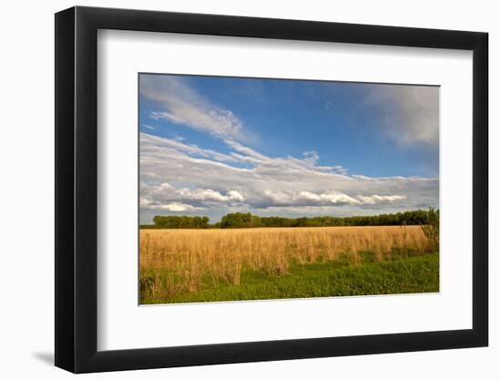 Desoto NWR, Nebraska, USA-Michael Scheufler-Framed Photographic Print