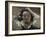 Desperate, Self-Portrait, 1841-Gustave Courbet-Framed Giclee Print